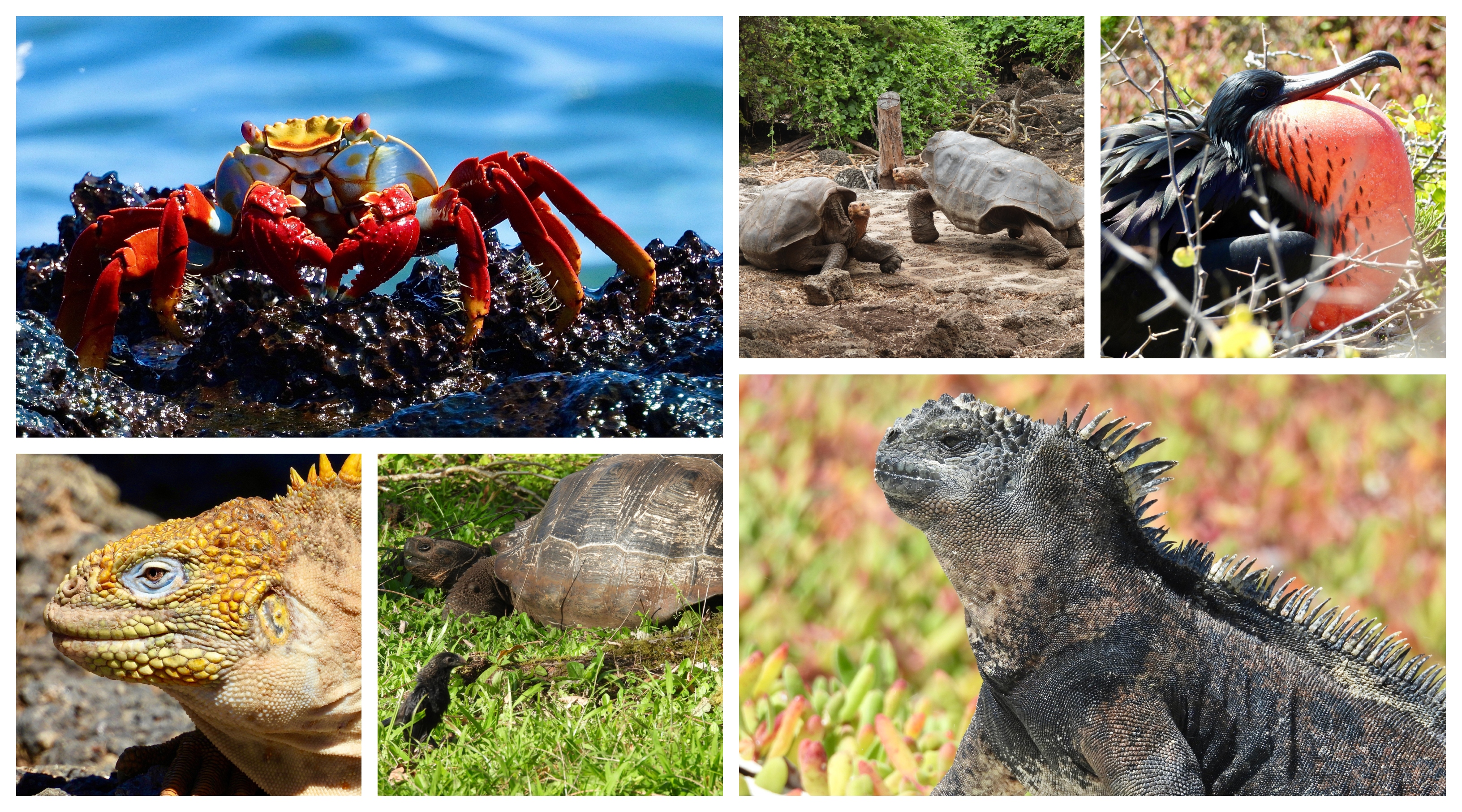 Galapagos Animals