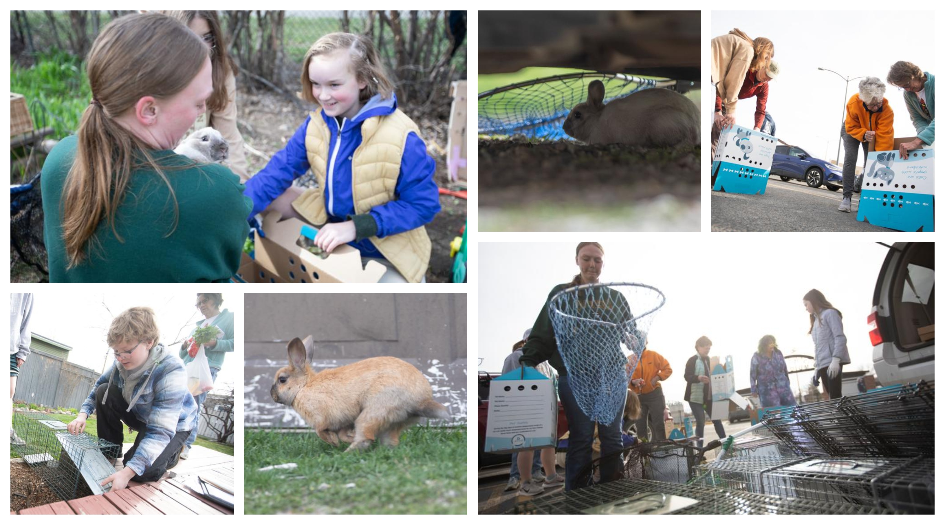 Photos for Feral Rabbit Story in IR