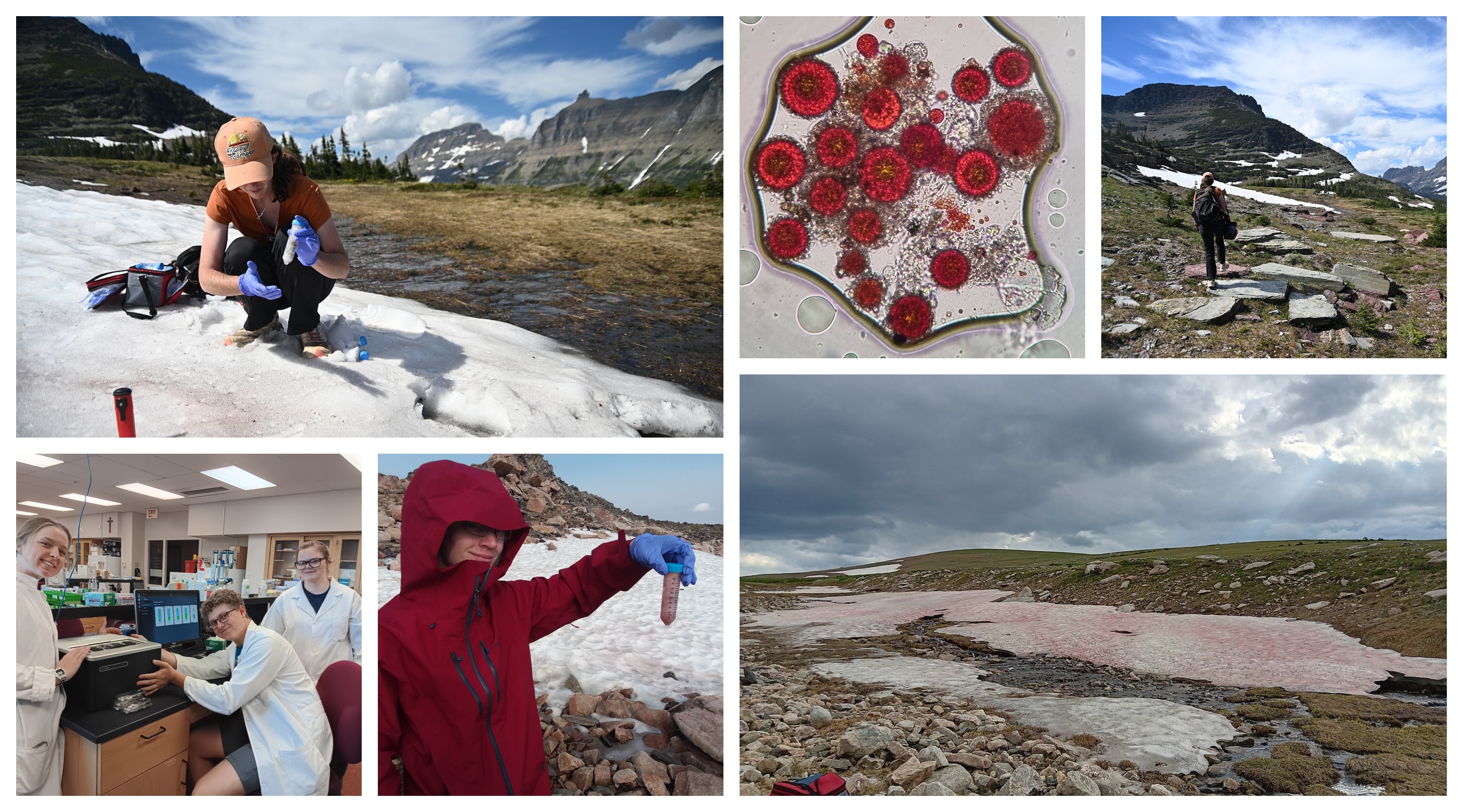Photos of Dr. Beck's snow algae research