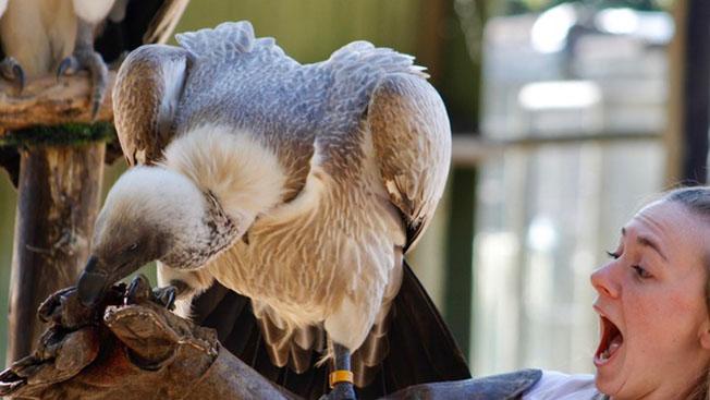 Student in South Africa exclaiming in joy as a large bird sits on her arm