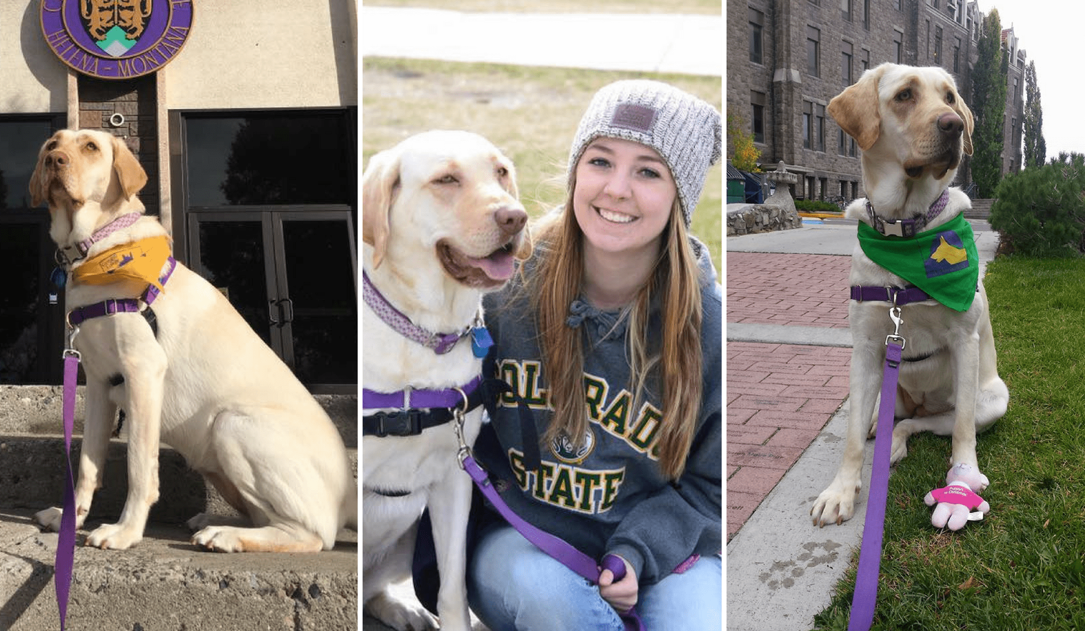 Photos of Anna, the Yellow Lab and her trainer